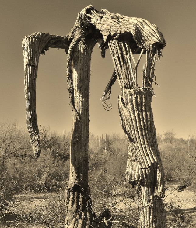 saguaro skeleton